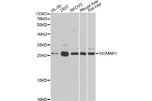 Western blot analysis of extracts of various cell lines, using SIGMAR1 antibody (ABIN5973191) at 1/500 dilution. (SIGMAR1 antibody)