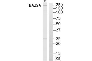 Western blot analysis of extracts from Jurkat cells, using BAZ2A antibody. (BAZ2A antibody)