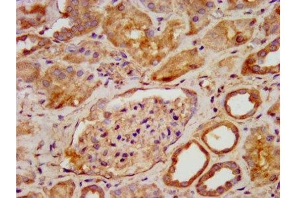 PNPO antibody  (AA 114-207)