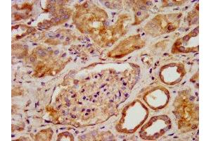 IHC image of ABIN7166879 diluted at 1:600 and staining in paraffin-embedded human kidney tissue performed on a Leica BondTM system.