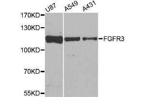 Western blot analysis of extracts of various cell lines, using FGFR3 antibody. (FGFR3 antibody)
