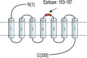 Representative domain view of the target of ABIN7043139.