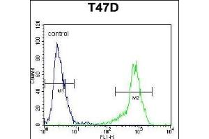 SIAH2 Antibody (Center) (ABIN652059 and ABIN2840527) flow cytometric analysis of T47D cells (right histogram) compared to a negative control cell (left histogram). (SIAH2 antibody  (AA 216-244))