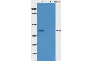 Lane 1: rat muscle lysates Lane 2: rat brain lysates probed with Anti PON1 Polyclonal Antibody, Unconjugated (ABIN709781) at 1:200 in 4 °C. (PON1 antibody  (AA 201-300))