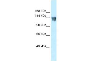 WB Suggested Anti-Xpo5 Antibody   Titration: 1.