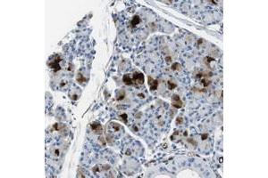Immunohistochemical staining of human salivary gland with HSPA12B polyclonal antibody  shows strong cytoplasmic positivity in glandular cells at 1:50-1:200 dilution.