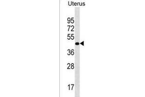 PRR25 Antibody (C-term) (ABIN1537076 and ABIN2850321) western blot analysis in Uterus tissue lysates (35 μg/lane). (PRR25 antibody  (C-Term))