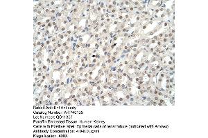 Human kidney (EHF antibody  (N-Term))