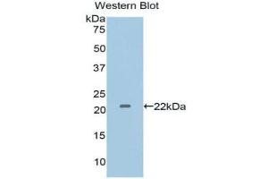 Western Blotting (WB) image for anti-Interleukin 1 alpha (IL1A) (AA 95-269) antibody (ABIN3209465)