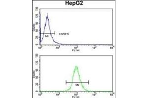 DCL-1 Antibody (Center) (ABIN390422 and ABIN2840810) flow cytometry analysis of HepG2 cells (bottom histogram) compared to a negative control cell (top histogram). (DCL1 antibody  (AA 143-170))