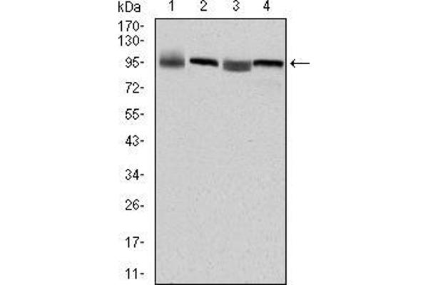 EEF2 antibody