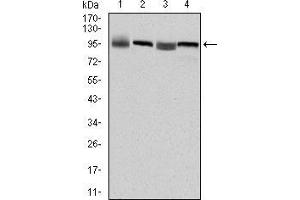 Western blot analysis using EEF2 mouse mAb against HepG2 (1), Hela (2), HEK293 (3) and A431 (4) cell lysate.