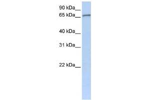 Western Blotting (WB) image for anti-Zinc Finger Protein 41 (ZNF41) antibody (ABIN2459141) (ZNF41 antibody)