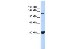 Image no. 1 for anti-Piwi-Like 1 (PIWIL1) (C-Term) antibody (ABIN6743060) (PIWIL1 antibody  (C-Term))
