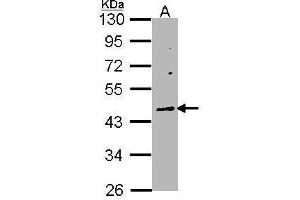 WB Image Sample (30 ug of whole cell lysate) A: Raji 10% SDS PAGE antibody diluted at 1:1000 (WNT10A antibody  (Center))