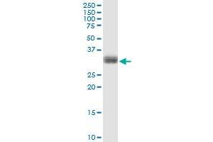 PLSCR1 MaxPab rabbit polyclonal antibody. (PLSCR1 antibody  (AA 1-318))