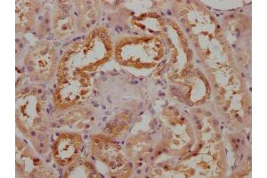 IHC image of ABIN7170456 diluted at 1:200 and staining in paraffin-embedded human kidney tissue performed on a Leica BondTM system. (SPEF2 antibody  (AA 932-1230))