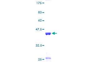 Image no. 1 for Histone Cluster 1, H3h (HIST1H3H) (AA 1-136) protein (GST tag) (ABIN1306693) (Histone Cluster 1, H3h (HIST1H3H) (AA 1-136) protein (GST tag))