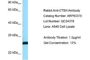 Western Blotting (WB) image for anti-Cathepsin H (CTSH) (C-Term) antibody (ABIN2789470) (Cathepsin H antibody  (C-Term))