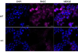anti-Ras Homolog Gene Family, Member C (RHOC) antibody