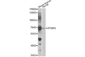 Western blot analysis of extracts of various cell lines, using STXBP2 antibody (ABIN5975753) at 1/1000 dilution. (STXBP2 antibody)