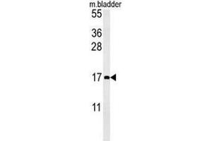 CCL4 Antibody (Center) western blot analysis in mouse bladder tissue lysates (15µg/lane). (CCL4 antibody  (Middle Region))