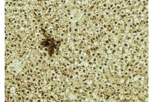 ABIN6273274 at 1/100 staining Mouse liver tissue by IHC-P. (NR1D1 antibody  (N-Term))