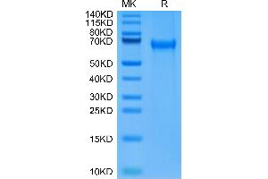 SDS-PAGE (SDS) image for Programmed Cell Death 1 (PDCD1) (AA 25-167) protein (Fc Tag,Biotin) (ABIN7275424)