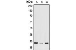 Western blot analysis of RPS27 expression in HepG2 (A), NIH3T3 (B), H9C2 (C) whole cell lysates. (RPS27 antibody  (N-Term))