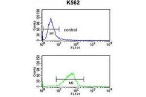 Flow cytometry analysis of K562 cells (bottom histogram) compared to a negative control cell (top histogram) using CXXC4 Antibody .