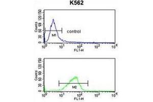 Flow cytometry analysis of K562 cells (bottom histogram) compared to a negative control cell (top histogram) using CXXC4 Antibody . (CXXC4 antibody  (C-Term))