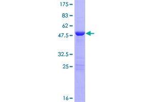 Lin-7 Homolog B (LIN7B) (AA 1-207) protein (GST tag)