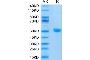 DC-SIGN/CD209 Protein (AA 59-404) (His tag)