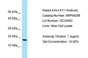 Western Blotting (WB) image for anti-Cripto, FRL-1, Cryptic Family 1 (CFC1) (N-Term) antibody (ABIN2789795) (CFC1 antibody  (N-Term))