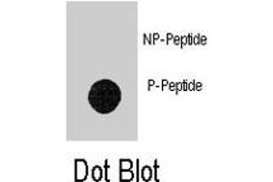 Dot blot analysis of LEO1 (phospho S551) polyclonal antibody  on nitrocellulose membrane. (LEO1 antibody  (pSer551))