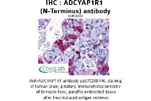 Image no. 1 for anti-Adenylate Cyclase Activating Polypeptide 1 (Pituitary) Receptor Type I (ADCYAP1R1) (Extracellular Domain), (N-Term) antibody (ABIN1731542) (ADCYAP1R1 antibody  (Extracellular Domain, N-Term))