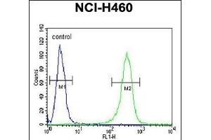 Z Antibody (N-term) (ABIN653708 and ABIN2843024) flow cytometric analysis of NCI- cells (right histogram) compared to a negative control cell (left histogram). (ZNF473 antibody  (N-Term))