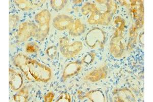 Immunohistochemistry of paraffin-embedded human kidney tissue using ABIN7145745 at dilution of 1:100 (BCAT2 antibody  (AA 20-200))