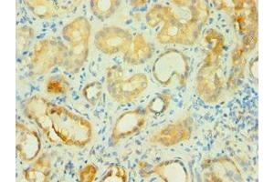 Immunohistochemistry of paraffin-embedded human kidney tissue using ABIN7145745 at dilution of 1:100