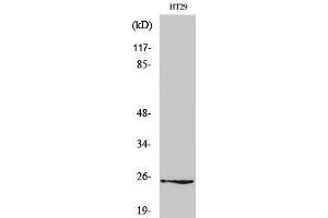 Western Blotting (WB) image for anti-Gap Junction Protein, beta 7, 25kDa (GJb7) (Internal Region) antibody (ABIN3184029)