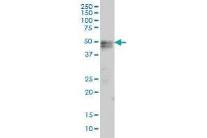 TNFRSF19 monoclonal antibody (M01A), clone 2G4 Western Blot analysis of TNFRSF19 expression in HepG2 .