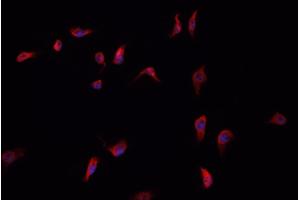 ABIN6266496 staining HepG2  cells by IF/ICC. (ANXA6 antibody  (N-Term))