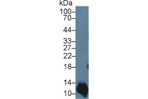 Western Blot; Sample: Human A431 cell lysate; Primary Ab: 3µg/ml Rabbit Anti-Bovine S100A2 Antibody Second Ab: 0.