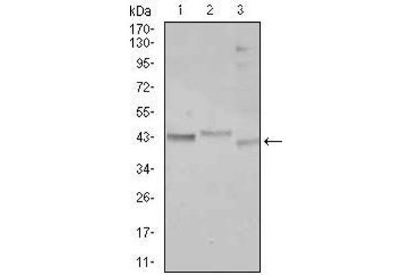 CEBPA antibody