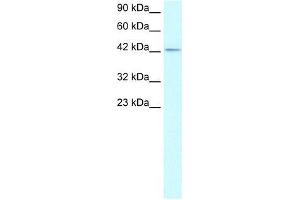Human HepG2; WB Suggested Anti-ZNF207 Antibody Titration: 1. (ZNF207 antibody  (Middle Region))