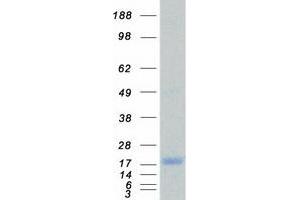Validation with Western Blot
