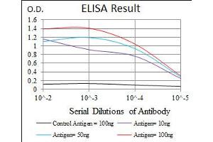 Image no. 3 for anti-Recombination Activating Gene 1 (RAG1) antibody (ABIN1491682) (RAG1 antibody)