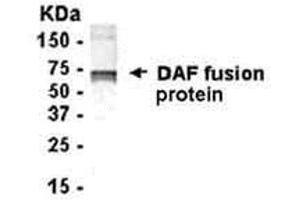 Western Blotting (WB) image for anti-Complement Decay-Accelerating Factor (CD55) (AA 36-129) antibody (ABIN2468147) (CD55 antibody  (AA 36-129))