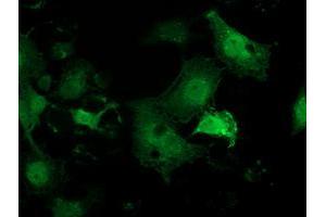 Anti-PNMT mouse monoclonal antibody (ABIN2454537) immunofluorescent staining of COS7 cells transiently transfected by pCMV6-ENTRY PNMT (RC206586). (PNMT antibody)