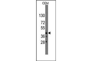 Image no. 1 for anti-Protein Quaking (QKI) (N-Term) antibody (ABIN357831) (QKI antibody  (N-Term))
